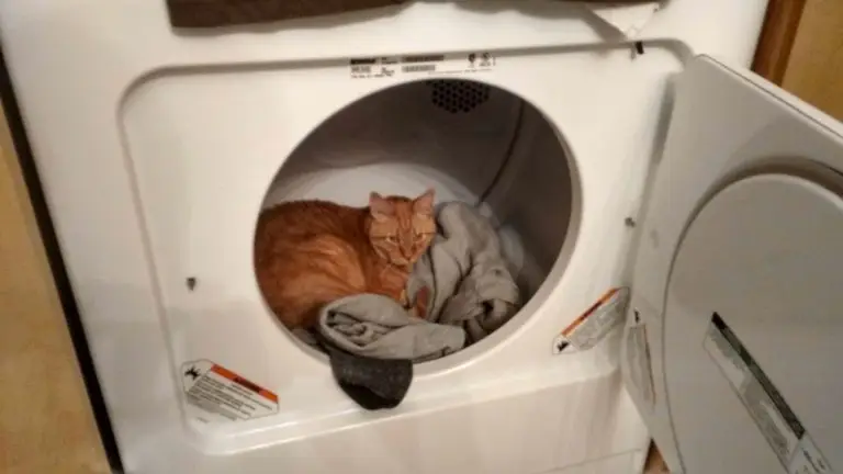 A ginger cat is lying comfortably inside a clothes dryer on top of some laundry. The dryer door is open, and the cat appears relaxed and cozy among the clothes.